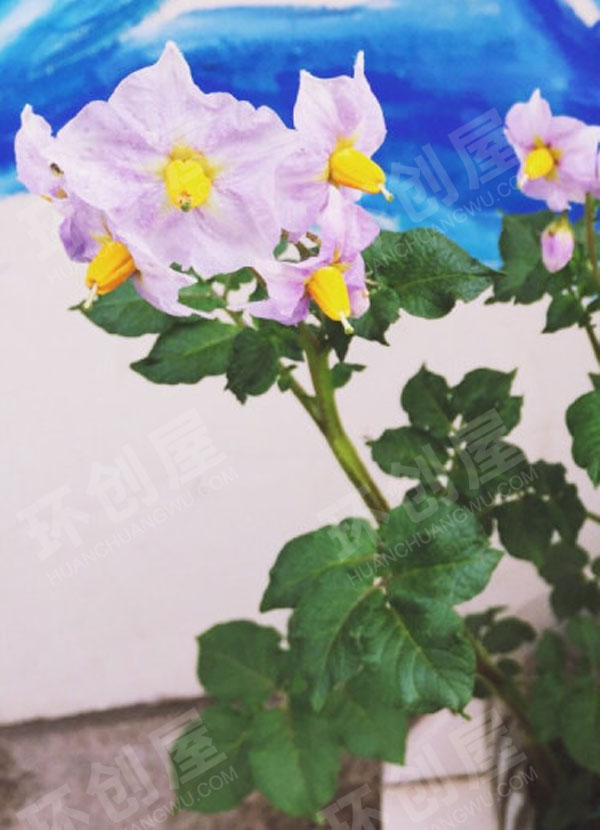 幼儿园户外环创自然角小花花图片
