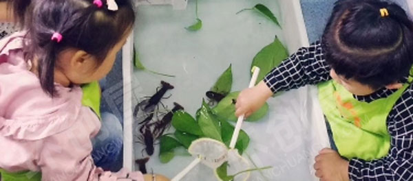 幼儿园科学区动物生命自然主题图片