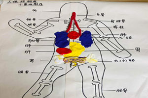 幼儿园科学区人体器官的认知图片5张
