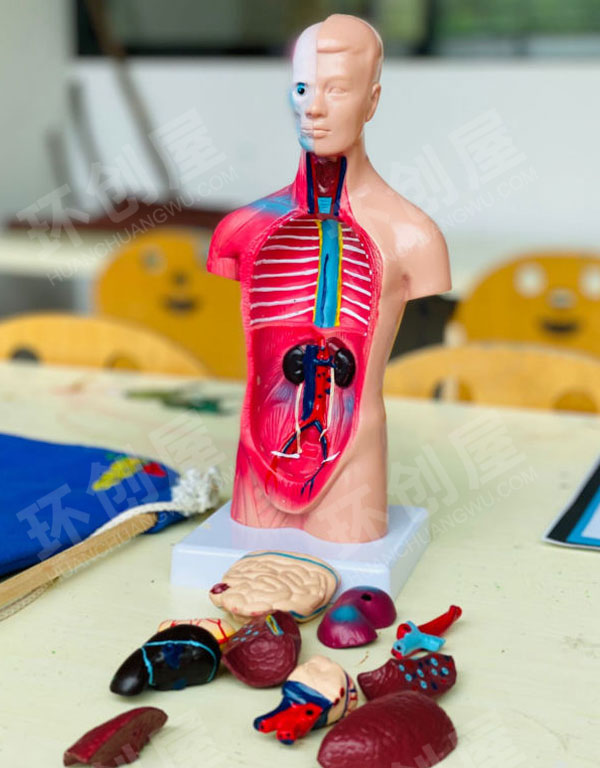 幼儿园科学区人体器官的认知图片