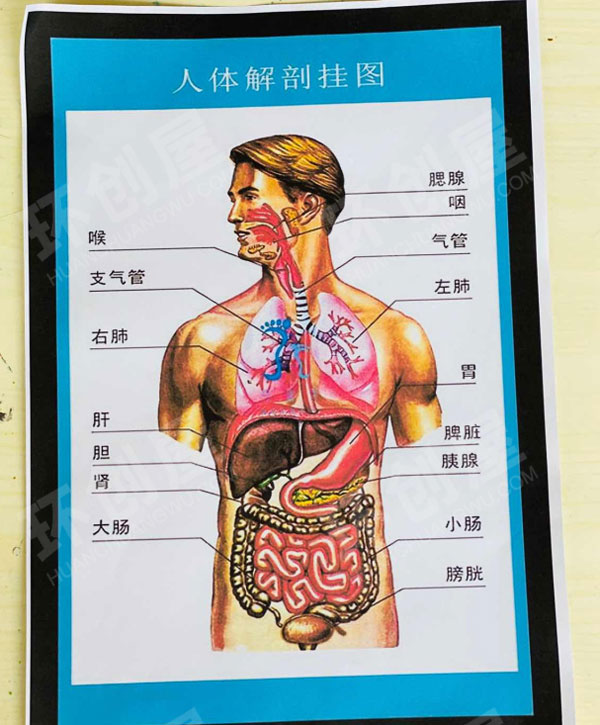 幼儿园科学区人体器官的认知图片