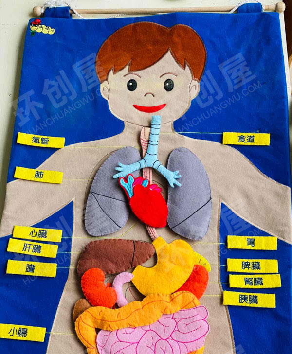 幼儿园科学区人体器官的认知图片