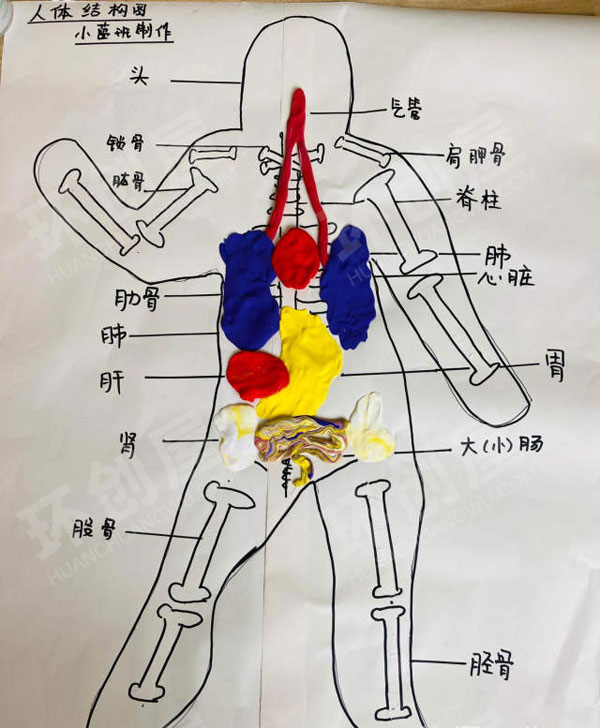 幼儿园科学区人体器官的认知图片