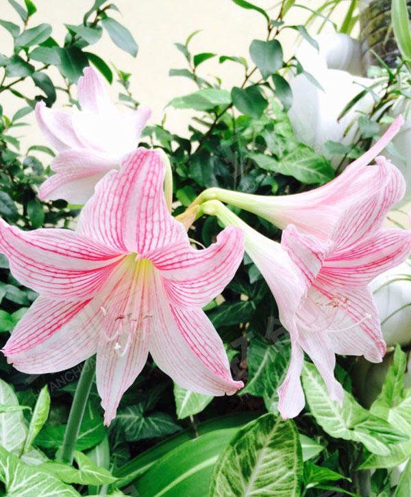 幼儿园户外环创漂亮的植物角图片