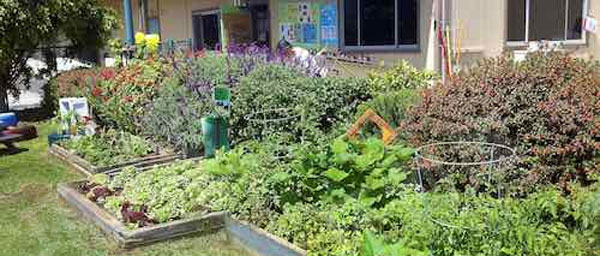 幼儿园户外植物角花草种植区图片