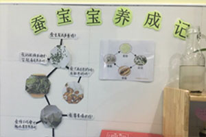 幼儿园科学区蚕宝宝养成记墙面图片2张