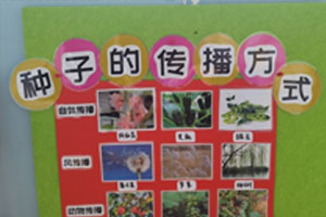 幼儿园墙面布置种子旅行记图片5张