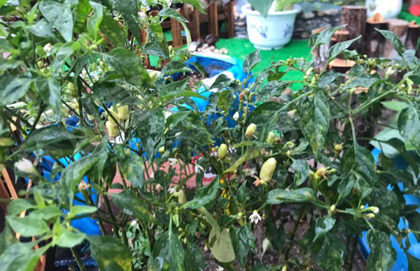 幼儿园户外环创海洋特色植物角图片