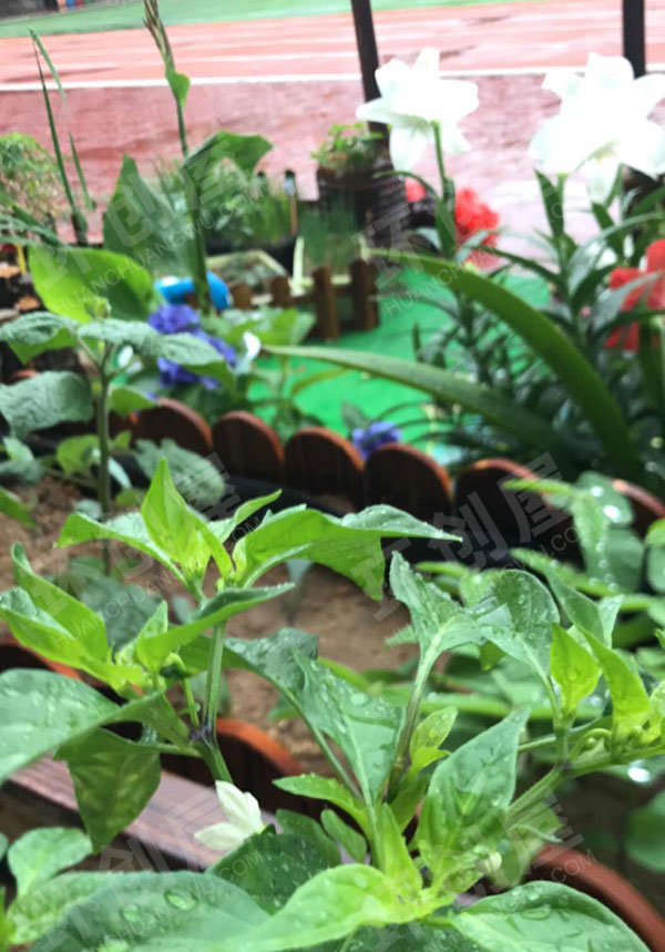 幼儿园户外环创海洋特色植物角图片