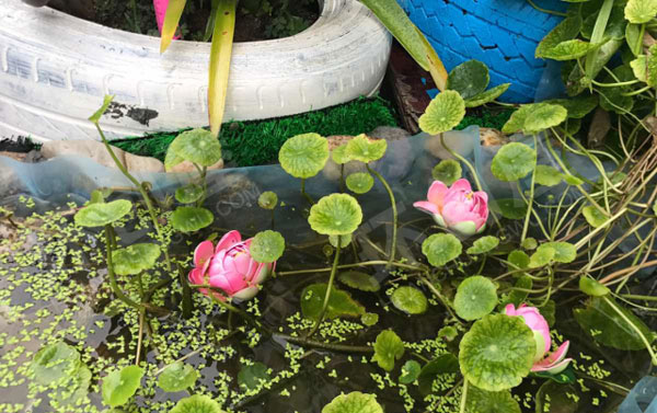 幼儿园户外环创海洋特色植物角图片
