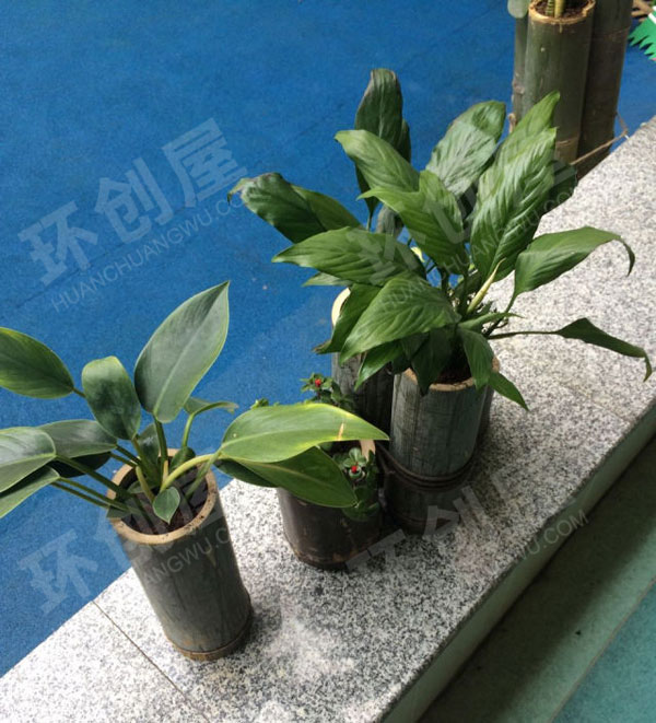 幼儿园户外环创绿植一角图片