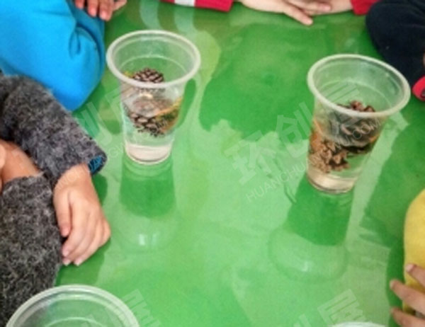 幼儿园科学实验神奇的松塔图片