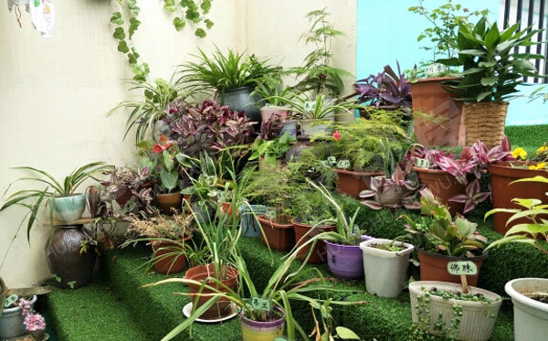 幼儿园户外植物角各种草图片