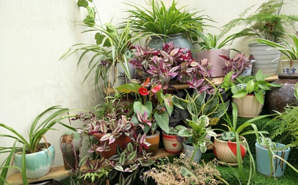 幼儿园户外植物角各种草图片