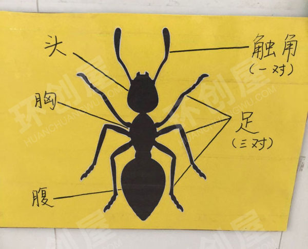 幼儿园科学区小昆虫大世界图片