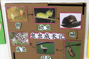 幼儿园科学区小昆虫大世界图片5张