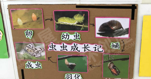 幼儿园科学区小昆虫大世界图片