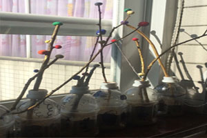 幼儿园简单又有效果的窗台作品展示图片4张