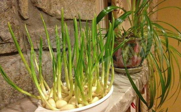 幼儿园户外环创绿植盆栽种蔬菜图片