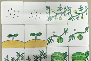 幼儿园科学区课堂卡片西瓜籽图片