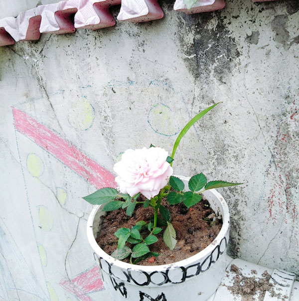 幼儿园户外环创废物利用种植花朵图片