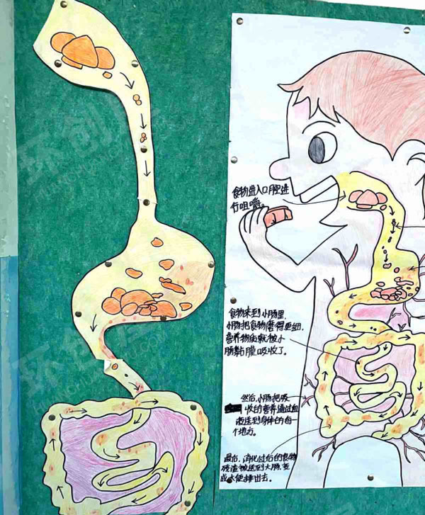 幼儿园科学区食物去哪儿了自制图片