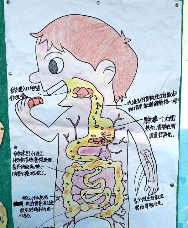 幼儿园科学区食物去哪儿了自制图片