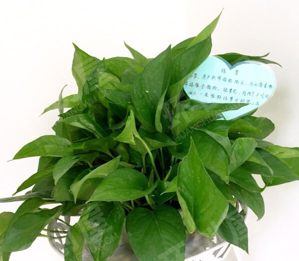 幼儿园户外植物角各种盆栽与介绍图片