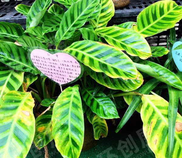 幼儿园户外植物角各种盆栽与介绍图片