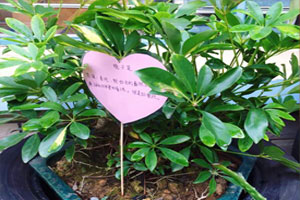 幼儿园户外植物角各种盆栽与介绍图片5张