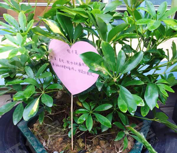 幼儿园户外植物角各种盆栽与介绍图片
