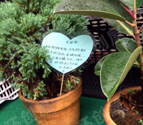 幼儿园户外植物角各种盆栽与介绍图片