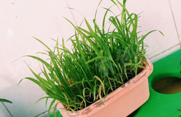 幼儿园户外废物利用放置植物角图片