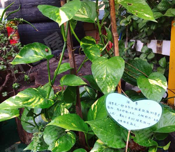 幼儿园户外植物角各种盆栽与介绍图片