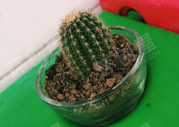 幼儿园户外废物利用放置植物角图片