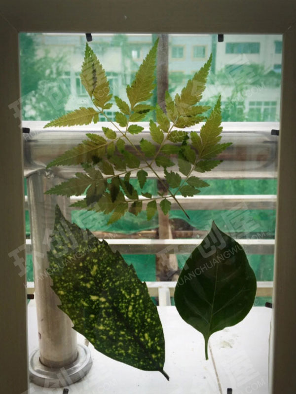 幼儿园废物利用窗台树叶裱花树叶装饰图片