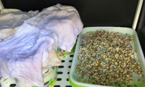 幼儿园科学区环创豆芽发芽图片