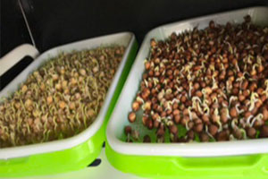 幼儿园科学区环创豆芽发芽图片6张