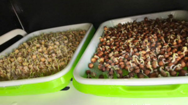 幼儿园科学区环创豆芽发芽图片