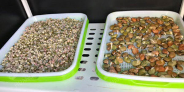 幼儿园科学区环创豆芽发芽图片