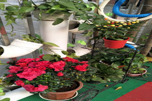 幼儿园户外环创绿色植物红色花装饰图片2张