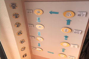 幼儿园科学区蚕宝宝的成长过程图片3张