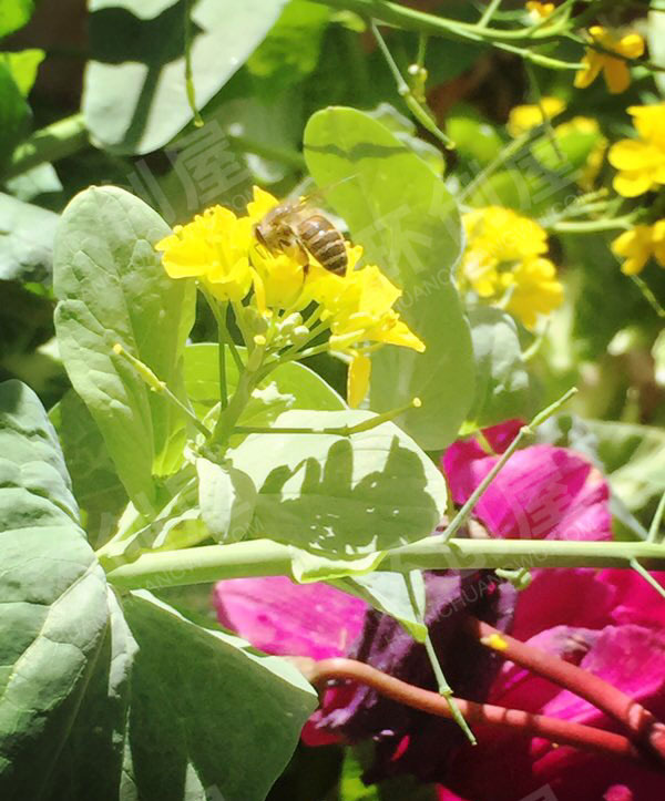 幼儿园舒适的春天美景户外环创图片