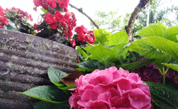 幼儿园被花包围的户外环境图片