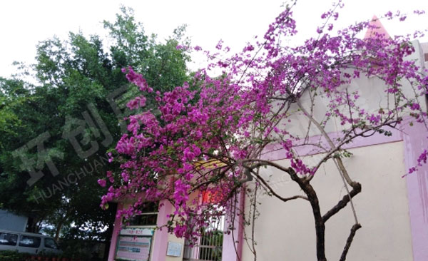 幼儿园被花包围的户外环境图片