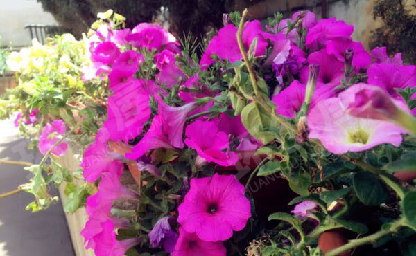 幼儿园舒适的春天美景户外环创图片