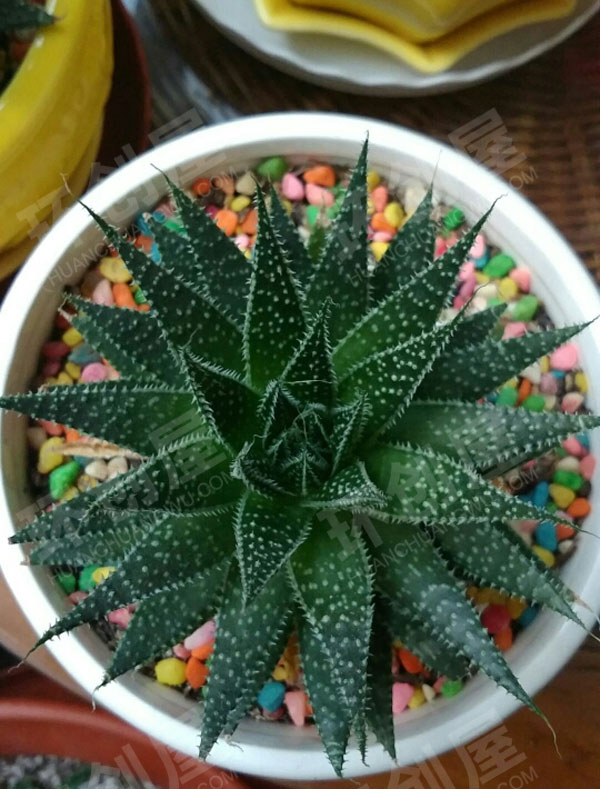 幼儿园户外环创美美的植物图片