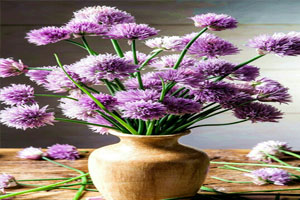 幼儿园户外环创美美的植物图片5张