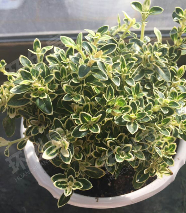 幼儿园户外环创美美的植物图片