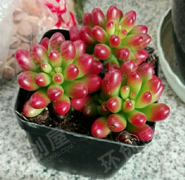 幼儿园户外环创美美的植物图片